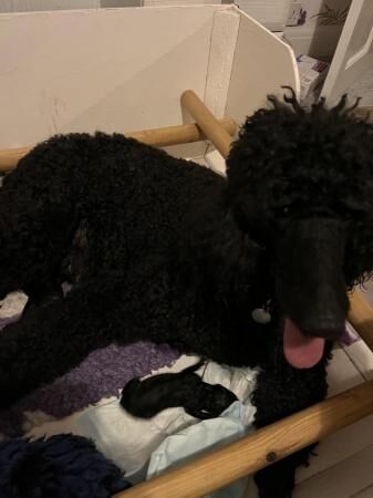 gorgeous standard poodle pups for sale in Wigan, Greater Manchester