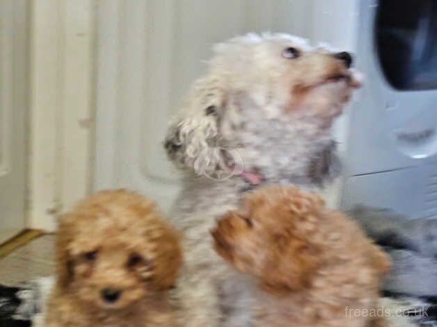 Gorgeous toy poodles for sale in Birmingham, West Midlands