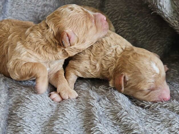 GORGEOUS TOY POODLES for sale in Birmingham, West Midlands - Image 1