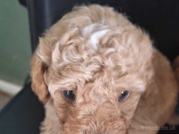 GORGEOUS TOY POODLES for sale in Birmingham, West Midlands - Image 3