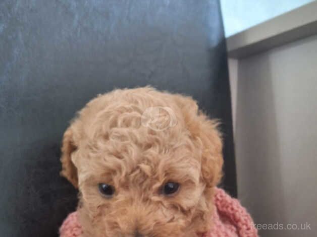 GORGEOUS TOY POODLES for sale in Birmingham, West Midlands - Image 4