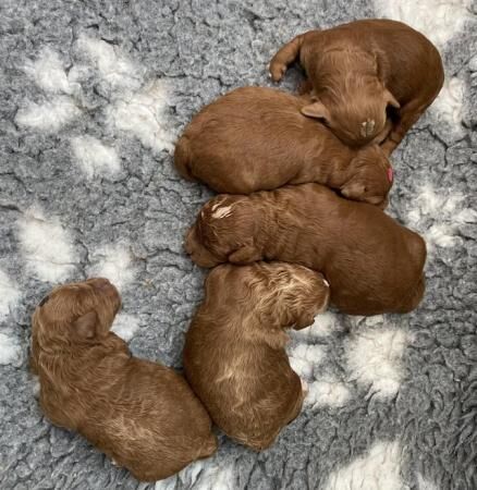 Gorgeous,Deep Red,Health tested Cavapoo pups for sale in Burntwood, Staffordshire