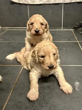 Health tested Goldendoodle puppies?? for sale in Ashford, Kent - Image 1