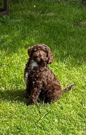 Health Tested Toy Poodle Puppies for sale in Colchester, Essex - Image 1