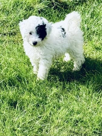 Health Tested Toy Poodle Puppies for sale in Colchester, Essex - Image 2