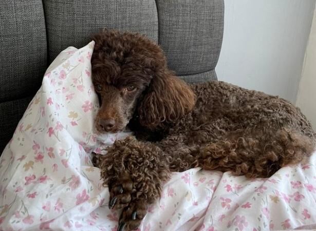 Health Tested Toy Poodle Puppies for sale in Colchester, Essex - Image 3