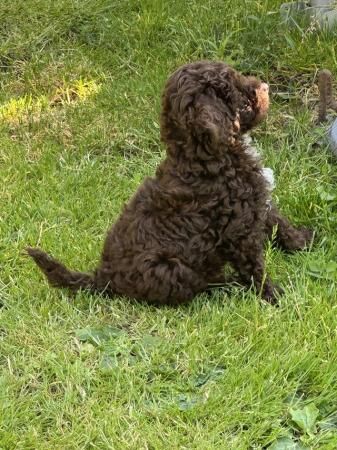 Health Tested Toy Poodle Puppies for sale in Colchester, Essex - Image 4
