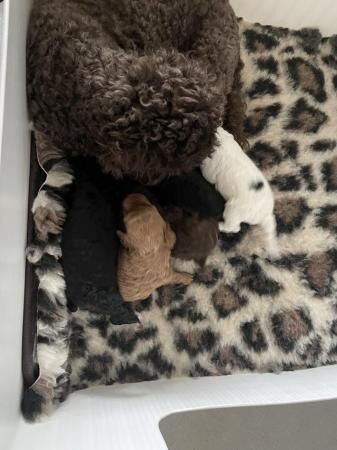 Health Tested Toy Poodle Puppies for sale in Colchester, Essex - Image 5