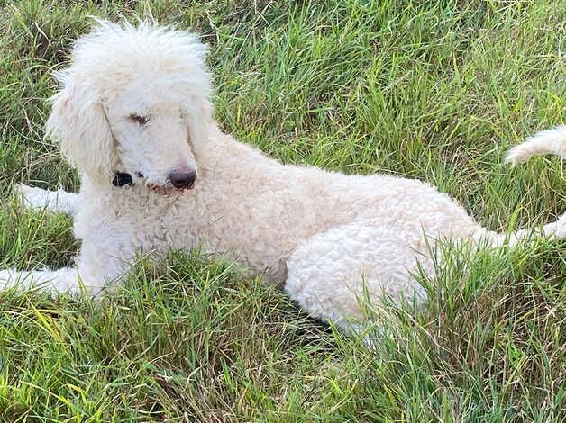 I am looking for a kind home for my standard Poodle for sale in Peterborough, Cambridgeshire