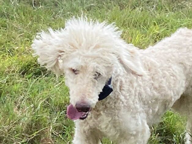 I am looking for a kind home for my standard Poodle for sale in Peterborough, Cambridgeshire - Image 2