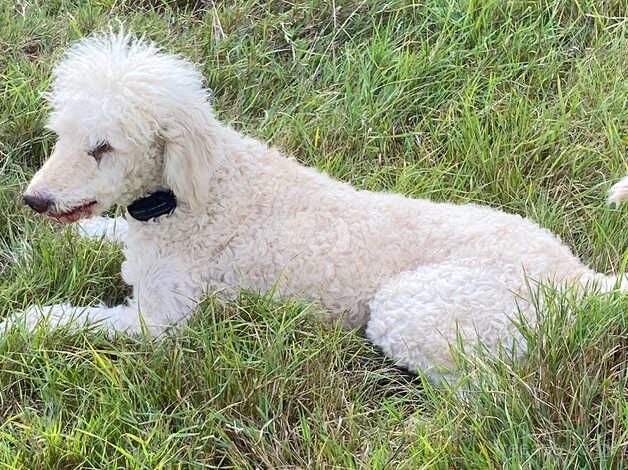 I am looking for a kind home for my standard Poodle for sale in Peterborough, Cambridgeshire - Image 3