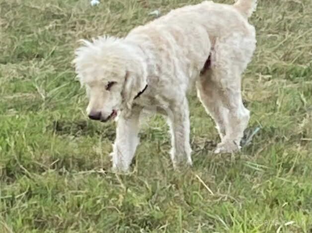 I am looking for a kind home for my standard Poodle for sale in Peterborough, Cambridgeshire - Image 5