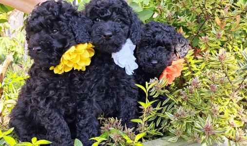 KC miniature poodle for sale in Dundee, Dundee City