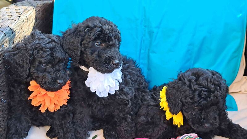 KC miniature poodle for sale in Dundee, Dundee City - Image 2