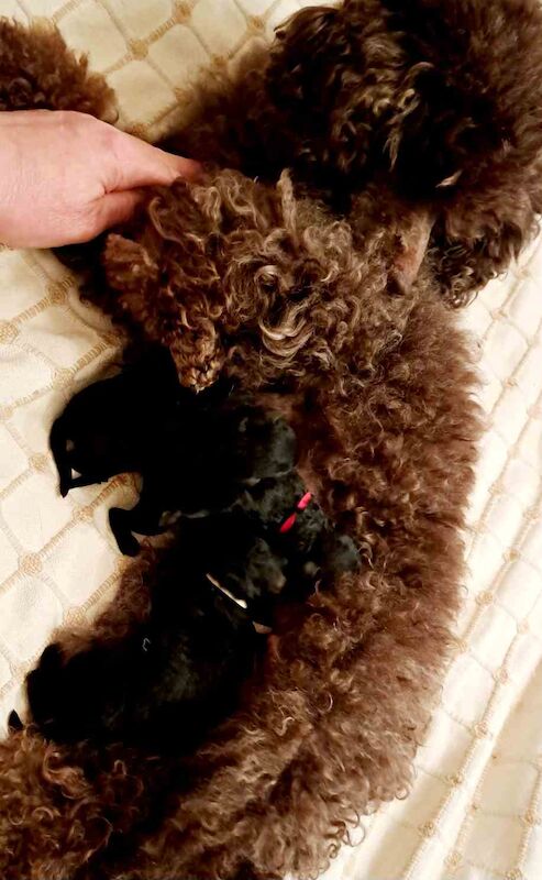 KC Registered Poodle Puppies for sale in Dundee City