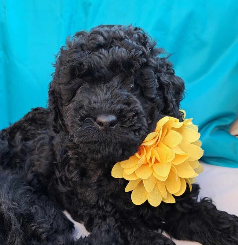 Poodle Puppies for sale