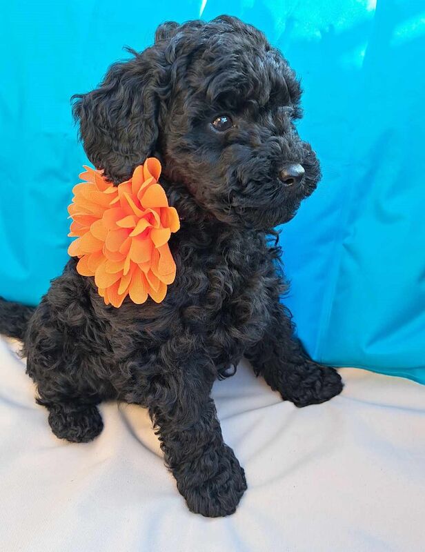 KC miniature poodle for sale in Dundee, Dundee City - Image 5