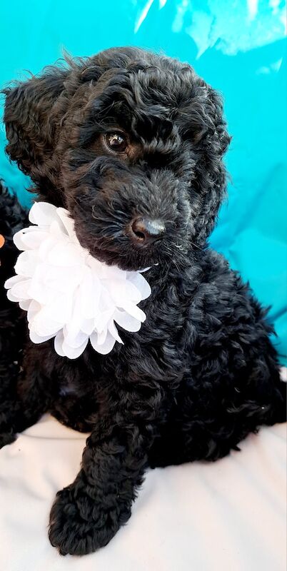 KC miniature poodle for sale in Dundee, Dundee City - Image 6