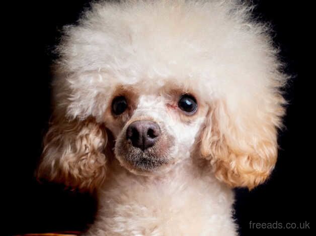 KC Miniature poodles for sale in Harlow, Essex