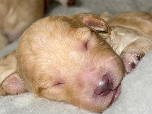 Poodles for sale in Harlow, Essex