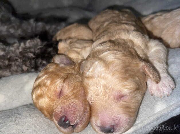 KC Miniature poodles for sale in Harlow, Essex - Image 4