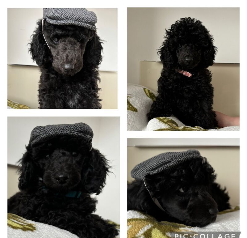 KC Miniature poodles reduced 1200 to 800 ready for new homes for sale in Blackpool, Lancashire - Image 12