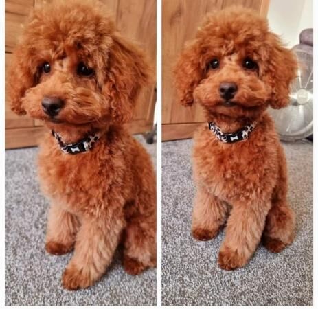 Kc pure breed toy poodles ruby for sale in Wombwell, South Yorkshire