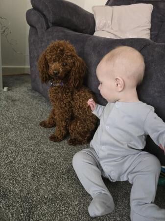 Kc pure breed toy poodles ruby for sale in Wombwell, South Yorkshire - Image 2
