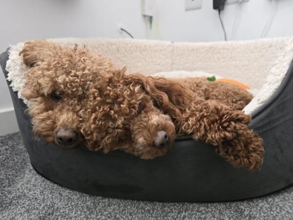 Kc pure breed toy poodles ruby for sale in Wombwell, South Yorkshire - Image 3
