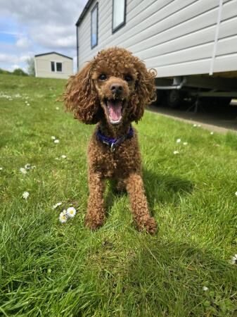 Kc pure breed toy poodles ruby for sale in Wombwell, South Yorkshire - Image 4