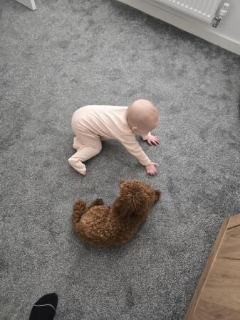 Kc pure breed toy poodles ruby for sale in Wombwell, South Yorkshire - Image 5