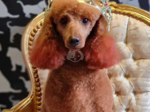 KC Reg 5th Gen Fox Red Poodles 3 Boys 2 Girls for sale in Bacup, Lancashire