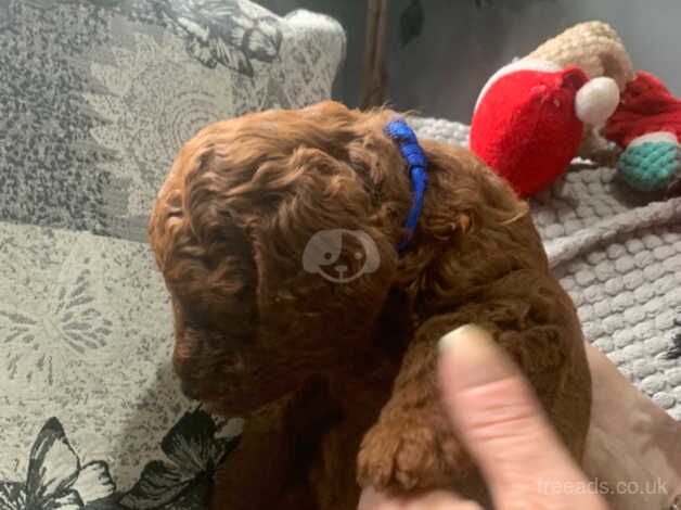 KC Reg 5th Gen Fox Red Poodles 3 Boys 2 Girls for sale in Bacup, Lancashire - Image 2