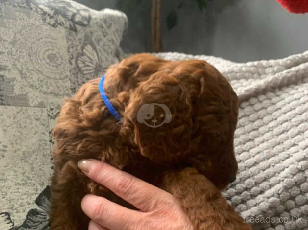 KC Reg 5th Gen Fox Red Poodles 3 Boys 2 Girls for sale in Bacup, Lancashire - Image 3