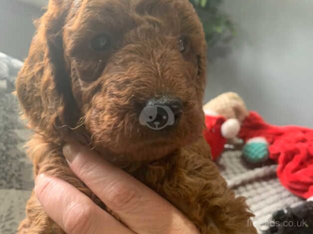 KC Reg 5th Gen Fox Red Poodles 3 Boys 2 Girls for sale in Bacup, Lancashire - Image 4