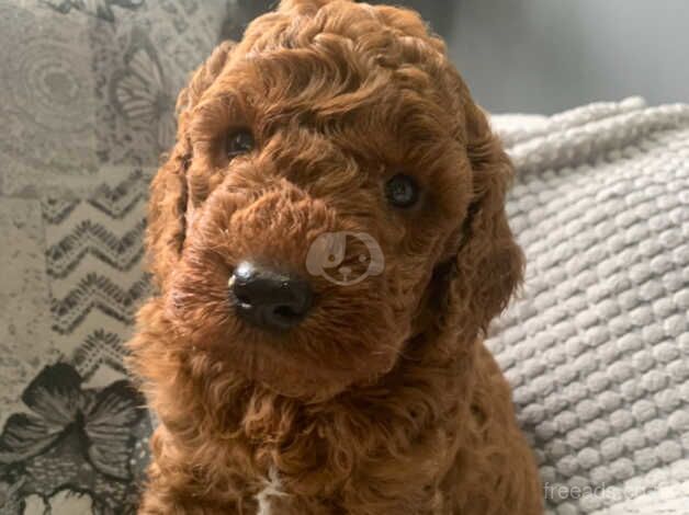 KC Reg 5th Gen Fox Red Poodles 3 Boys 2 Girls for sale in Bacup, Lancashire - Image 5