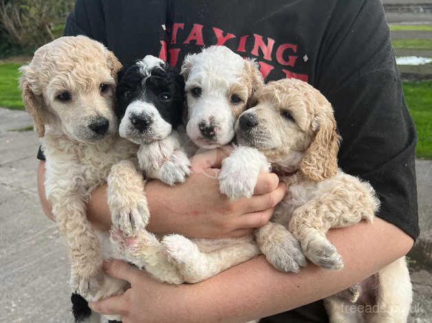 Kc Reg adorable poodle puppies for sale in Somerset, Somerset