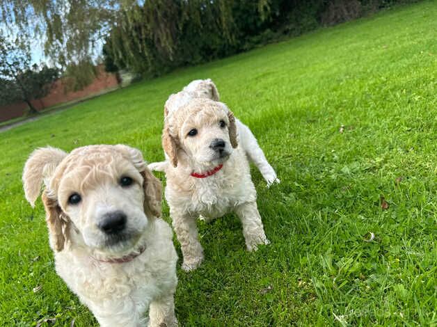 Kc Reg adorable poodle puppies for sale in Somerset, Somerset - Image 2