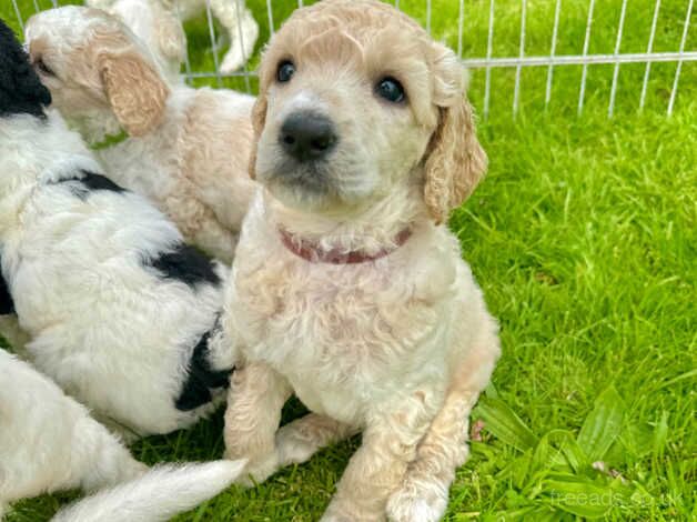 Kc Reg adorable poodle puppies for sale in Somerset, Somerset - Image 3