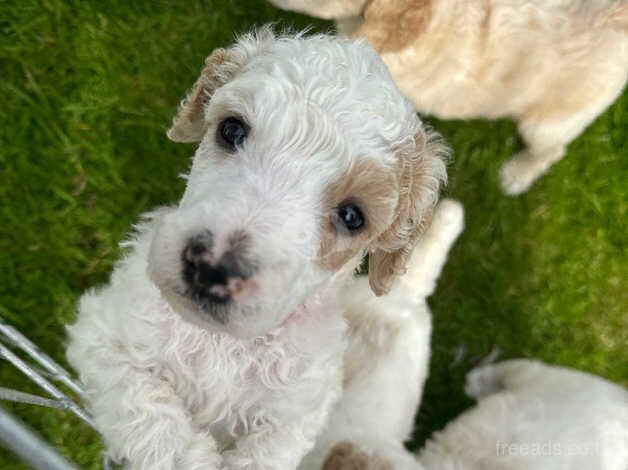 Kc Reg adorable poodle puppies for sale in Somerset, Somerset - Image 5