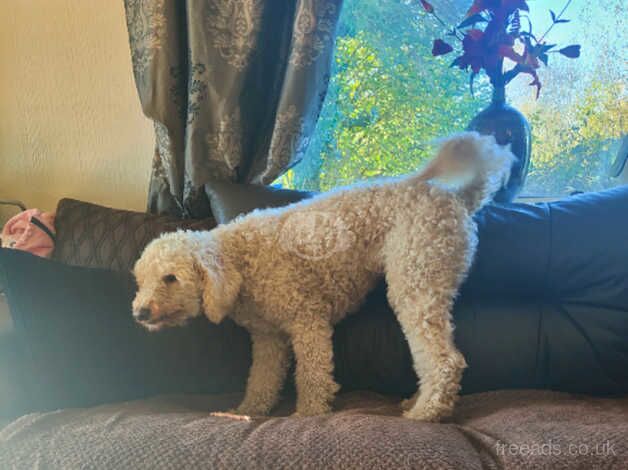 KC Reg Apricot Standard Poodle for sale in Swansea/Abertawe, Swansea