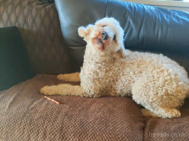 Poodles for sale in Swansea/Abertawe, Swansea