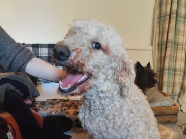 KC Reg Apricot Standard Poodle for sale in Swansea/Abertawe, Swansea - Image 3