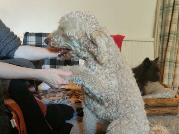 KC Reg Apricot Standard Poodle for sale in Swansea/Abertawe, Swansea - Image 4