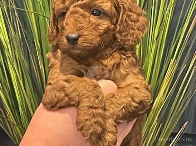 KC Reg Miniature Poodle Puppies for sale in Sale, Greater Manchester - Image 3