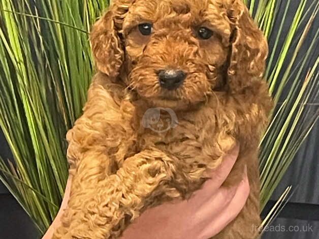 KC Reg Miniature Poodle Puppies for sale in Sale, Greater Manchester - Image 4