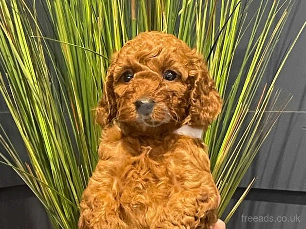 KC Reg Miniature Poodle Puppies for sale in Sale, Greater Manchester - Image 5