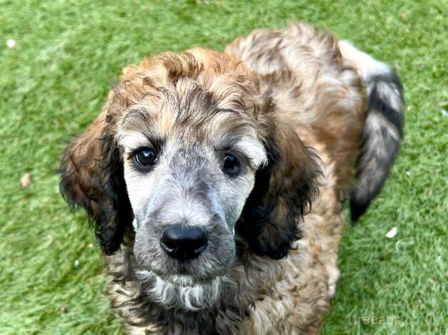 KC reg standard poodle for sale in Hawick, Scottish Borders - Image 1