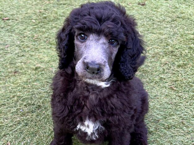 KC reg standard poodle for sale in Hawick, Scottish Borders - Image 2