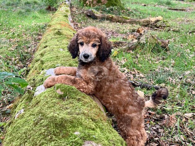 Poodle Puppies for sale in Scottish Borders